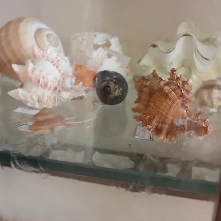 Gavio * Ricadi
